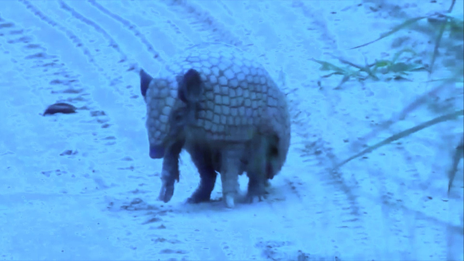 Andean Hairy Armadillo Angela Christlieb